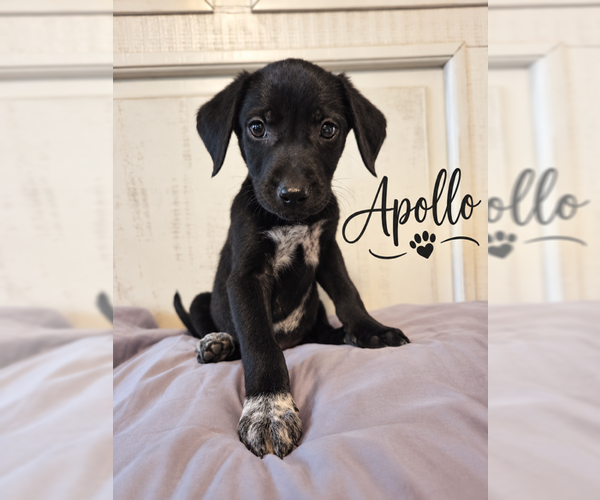 Medium Photo #5 Mutt Puppy For Sale in MIDWAY, UT, USA