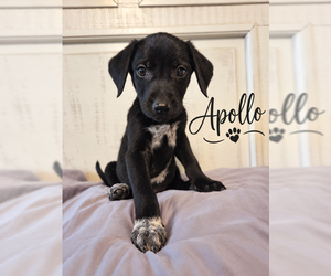 Apollo - Male Mutt Dog for Adoption - Photo #5
