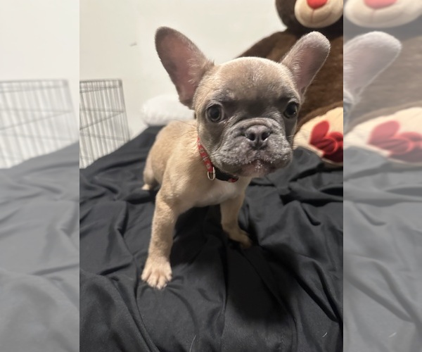 Medium Photo #7 French Bulldog Puppy For Sale in SACRAMENTO, CA, USA