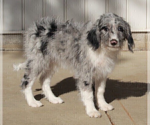 Medium Photo #3 Aussiedoodle Puppy For Sale in FREDERICKSBURG, OH, USA