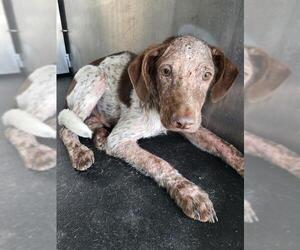 Mutt Dogs for adoption in San Antonio, TX, USA