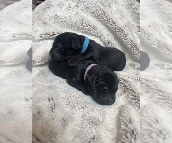 Medium Photo #3 Labrador Retriever Puppy For Sale in DIMOCK, SD, USA