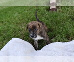Small #1 American Staffordshire Terrier-Labrador Retriever Mix
