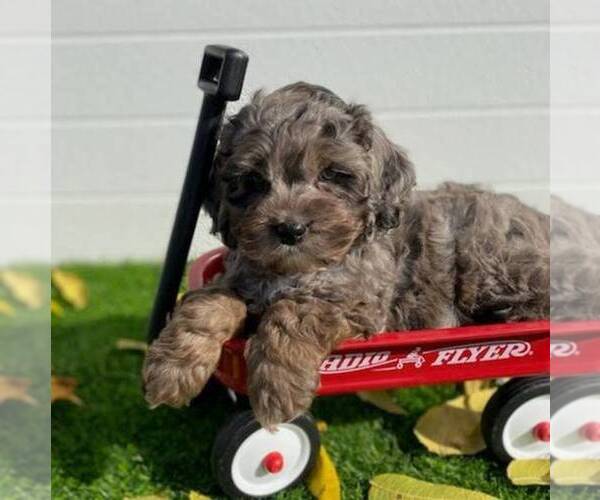 Medium Photo #5 Cavapoo Puppy For Sale in MIDDLESEX, NY, USA