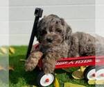 Small Photo #5 Cavapoo Puppy For Sale in MIDDLESEX, NY, USA