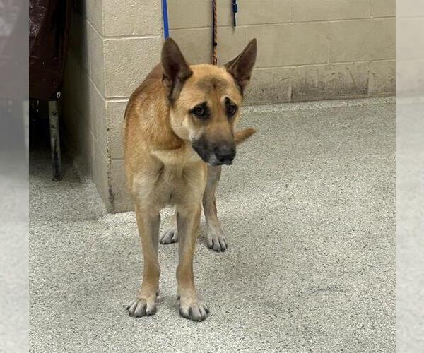 Medium Photo #1 German Shepherd Dog Puppy For Sale in Conroe, TX, USA