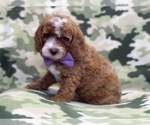 Cavapoo Puppy for sale in LAKELAND, FL, USA