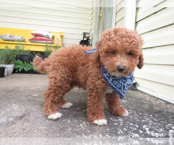 Medium Photo #7 Miniature Labradoodle Puppy For Sale in DONGOLA, IL, USA