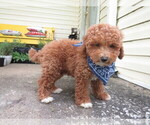 Small Photo #7 Miniature Labradoodle Puppy For Sale in DONGOLA, IL, USA