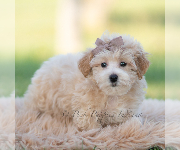 Medium Photo #60 Maltipoo (Miniature) Puppy For Sale in WARSAW, IN, USA