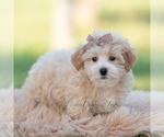 Small Photo #60 Maltipoo (Miniature) Puppy For Sale in WARSAW, IN, USA