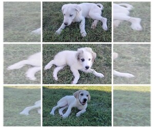 Great Pyrenees Puppy for sale in SMITHVILLE, TX, USA