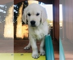Small Photo #12 Golden Retriever Puppy For Sale in FORT STEILACOOM, WA, USA