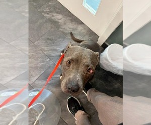 Bunny - Adopt Me! - Female American Staffordshire Terrier-Unknown Mix Dog for Adoption - Photo #27
