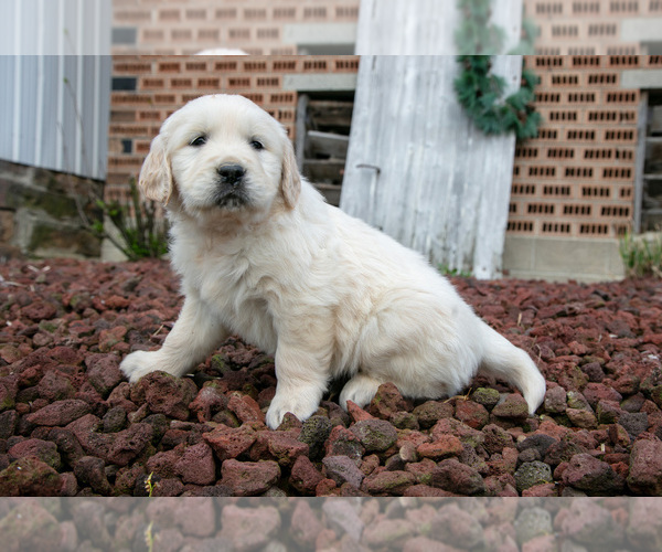Medium Photo #9 English Cream Golden Retriever Puppy For Sale in ORRVILLE, OH, USA