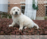 Small Photo #9 English Cream Golden Retriever Puppy For Sale in ORRVILLE, OH, USA