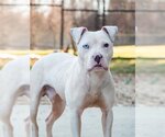 Small Photo #1 American Pit Bull Terrier Puppy For Sale in Derwood, MD, USA