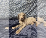 Small Photo #11 Weimaraner Puppy For Sale in CALDWELL, OH, USA
