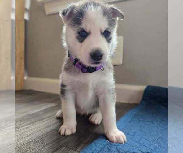 Medium Photo #1 Siberian Husky Puppy For Sale in KING GEORGE, VA, USA