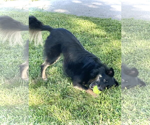 Medium Photo #2 Australian Shepherd-Unknown Mix Puppy For Sale in Estherville, IA, USA