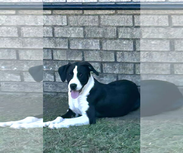 Medium Photo #1 Labrador Retriever-Unknown Mix Puppy For Sale in Redfield, AR, USA