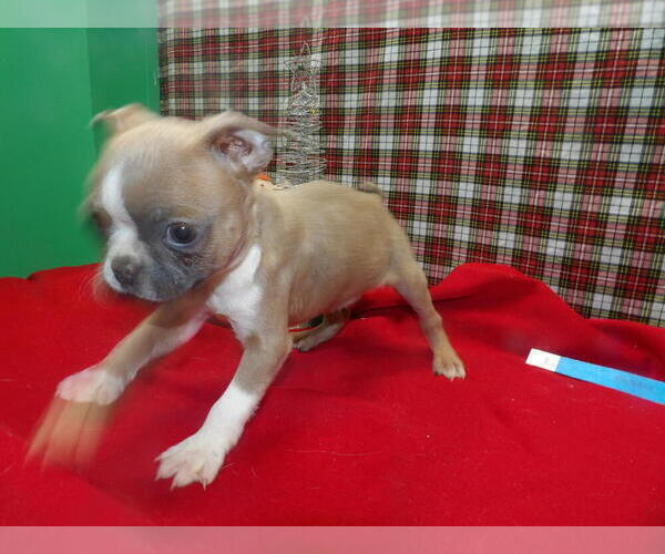 Medium Photo #1 Boston Terrier Puppy For Sale in PATERSON, NJ, USA