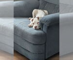 Small #6 American Staffordshire Terrier-Labrador Retriever Mix