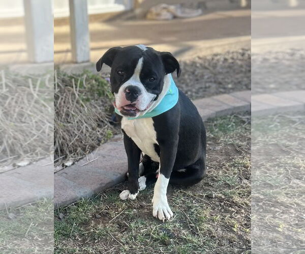 Medium Photo #5 Bull-Boxer Puppy For Sale in Phoenix, AZ, USA