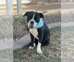 Small #4 Bull-Boxer