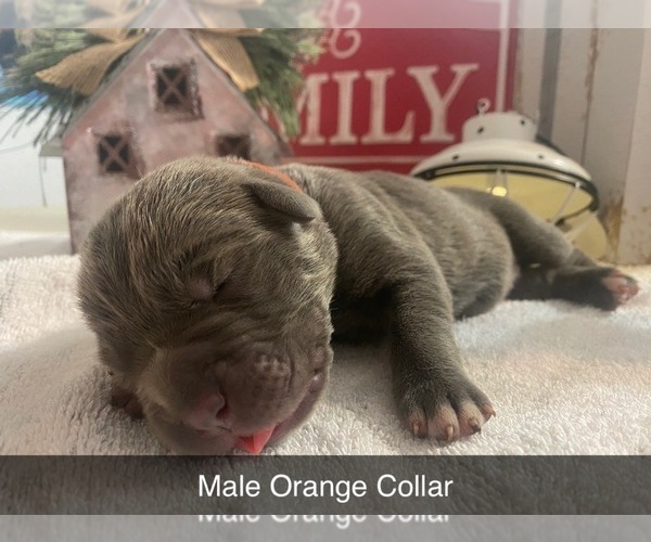 Medium Photo #2 Cane Corso Puppy For Sale in AMARILLO, TX, USA