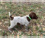 Small #4 German Shorthaired Pointer