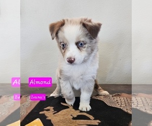 Miniature Australian Shepherd Puppy for sale in MILTON, WI, USA