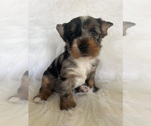Yorkshire Terrier Puppy for sale in BONNE TERRE, MO, USA