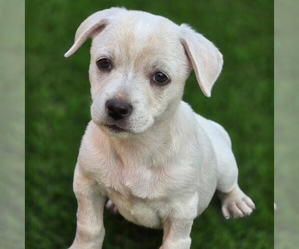 Medium Photo #3 Chihuahua-Unknown Mix Puppy For Sale in San Diego, CA, USA