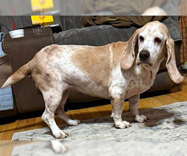 Medium Photo #3 Basset Hound Puppy For Sale in Deepwater, NJ, USA