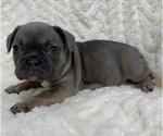 Puppy 2 French Bulldog