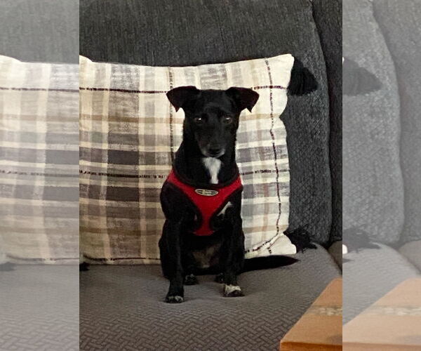 Medium Photo #4 Chihuahua Puppy For Sale in Jackson Township, NJ, USA