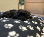 Small #1 Maltipoo