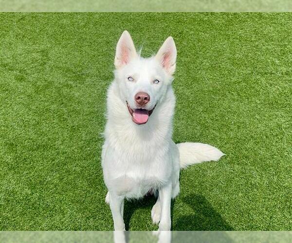 Medium Photo #2 Siberian Husky Puppy For Sale in Orange, CA, USA