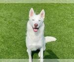 Small #1 Siberian Husky