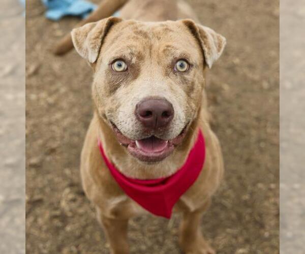 Medium Photo #1 American Staffordshire Terrier Puppy For Sale in San Antonio, TX, USA