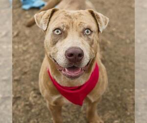 American Staffordshire Terrier Dogs for adoption in San Antonio, TX, USA