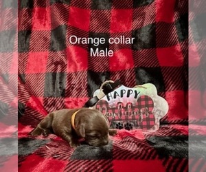 Labrador Retriever Puppy for sale in INVERNESS, FL, USA