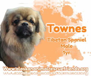 Tibetan Spaniel-Unknown Mix Dogs for adoption in Anchorage, AK, USA