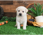 Small #2 Labrador Retriever