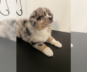 Miniature Australian Shepherd Puppy for sale in YUBA CITY, CA, USA