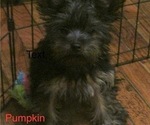 Small Photo #4 Yorkshire Terrier Puppy For Sale in NEWBURGH, IN, USA