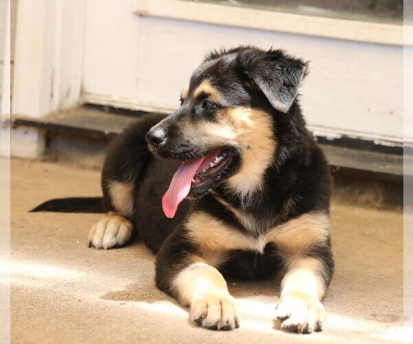 Medium Photo #2 German Shepherd Dog-Unknown Mix Puppy For Sale in San Diego, CA, USA