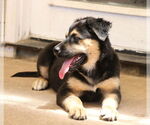Small #1 German Shepherd Dog Mix
