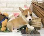 Small Photo #3 Pembroke Welsh Corgi Puppy For Sale in BEVERLY HILLS, CA, USA